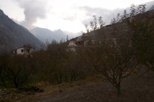 The apple trees of Marpha, being the source of the famous apple brandy. Unfortunately it's popularity is not contributing to a good taste.