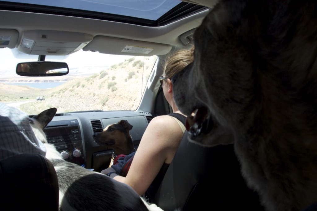 Traveling with three dogs in a Pickup is surely one of my more unusual experiences.
